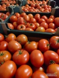 Sprzedam pomidora czerwonego  b, bb admiro, eyre, pomidor malinowy hakumaru 