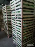 Sprzedam kapusta mlode, 6-8szt box drewno,lub kapusta mlode  box drewno 700kg.dostawa z Fumunia.ilosci tirowe