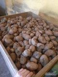 Przedam ziemniaka Bellarosa paszowego grubego ale pogryzionego, spakowane po 15 kg ilość ok 600kg.