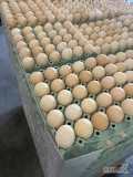 Witam jestem dostawcą jajek klasy 1A,1B,2A,2b,S lub S,M,L,Xl o jasnym i ciemnym kolorze skorupki dowozimy jajka po całej Polsce ilościami...