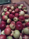 Sprzedam 15 uniwersalnej Loba, 10 uniwesalek ligola jabłka do 7,5.
