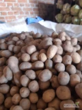 Sprzedam ziemniaki odmiany Sifra w kalibrze sadzeniaki. 