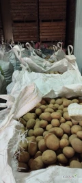 Sprzedam ziemniaki jadalne odmiana Belmondo kaliber 45+ opakowanie big bag lub luz na wannę 