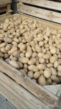 Sprzedam ziemniaki odmiana Belmondo, Queen Anna kaliber 35-45