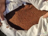 nasiona babka lancetowata, 140 kg