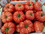 Na sprzedaż pomidor ogrodowy malinowy. dostępna ilość 200 kartonow po 6kg. cena za kartonik po 45zł 
